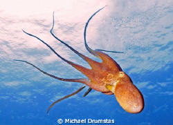 Hawaiian Octopus by Michael Drumstas 